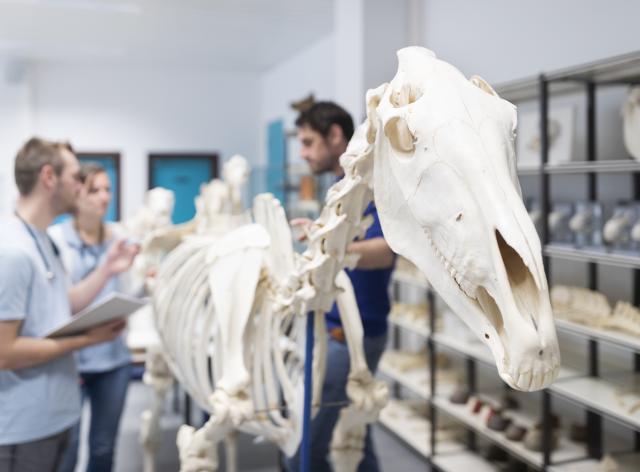 Travaux pratiques en médecine vétérinaire
