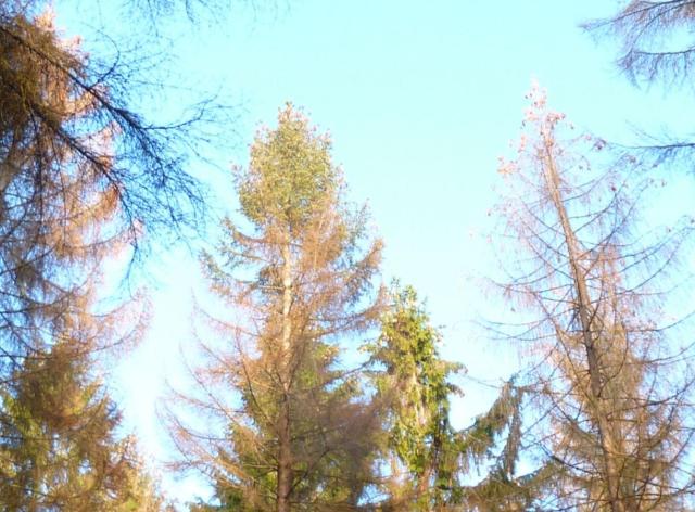 Forêt