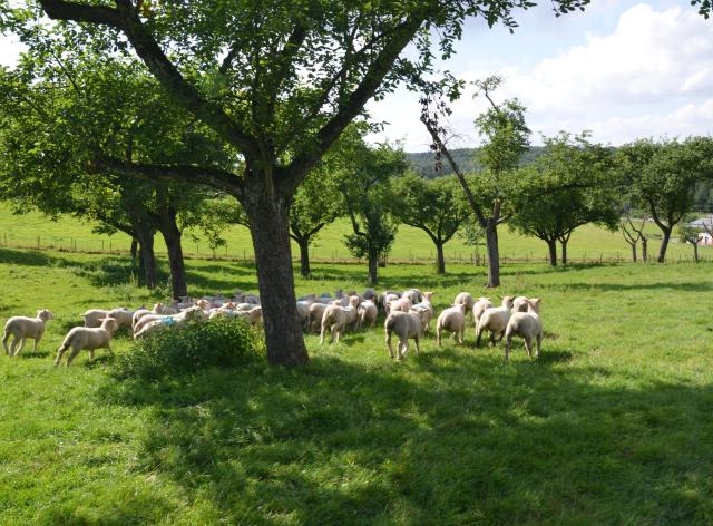 Centre du mouton