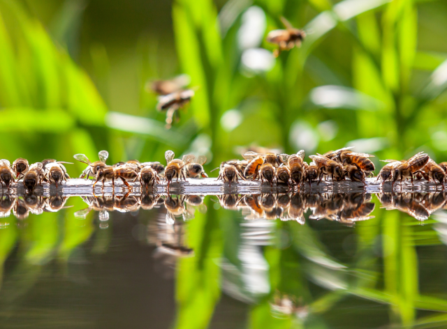 Abeilles projet ERGA