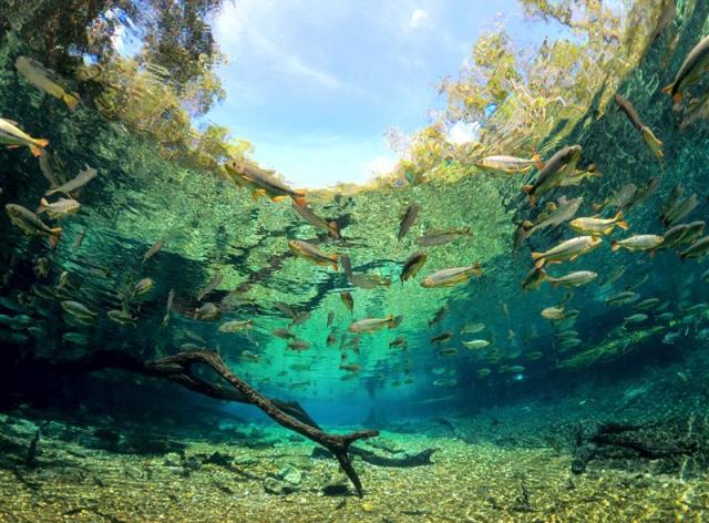 Poissons dans la rivière