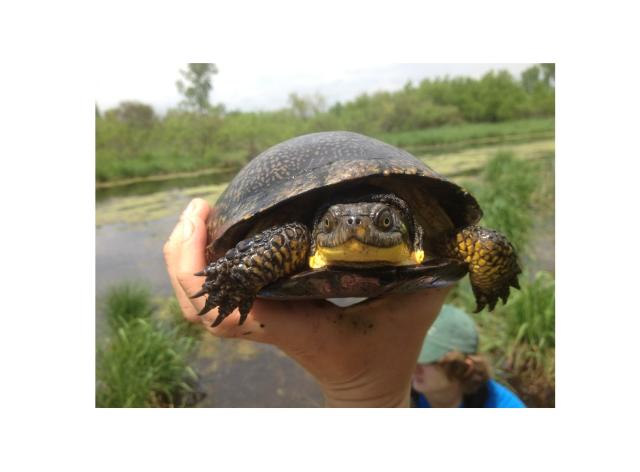 A Blanding’s turtle (Emydoidea blandingii) from one of Brendan Reid's study populations in Wisconsin © Brendan Reid