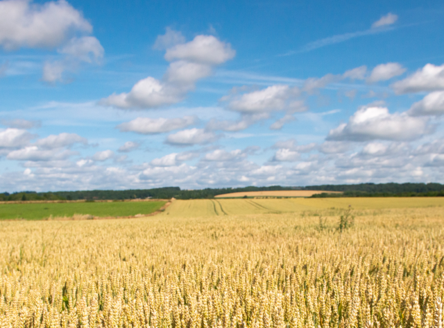 Un champs de blé sous un ciel bleu illustrant l'Observatoire Universitaire de Médecine Rurale de l'UNamur