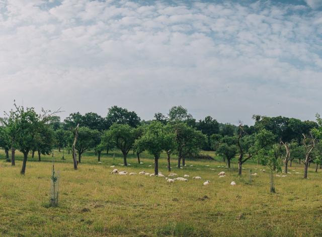 Haugimont - Verger (c) Thomas Meunier