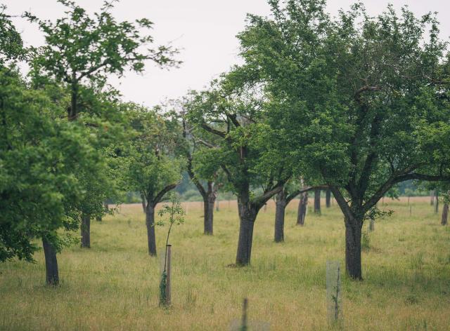 Haugimont - Verger (c) Thomas Meunier