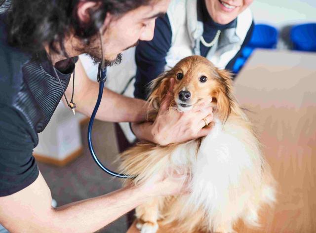 Bachelier en médecine vétérinaire