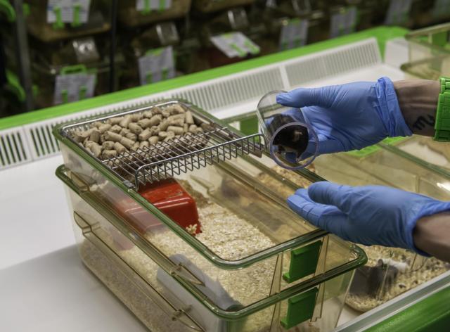 Un biotechnicien qui nettoie une cage