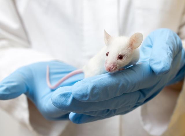 Un scientifique tenant dans ses mains une souris de laboratoire blanche (Mus musculus) 