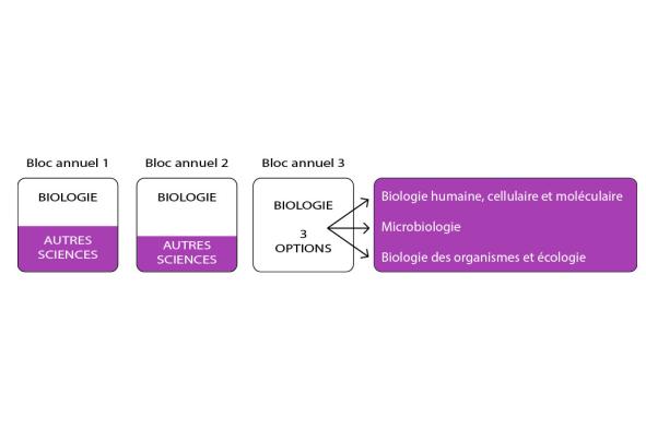 Schéma du bachelier en biologie