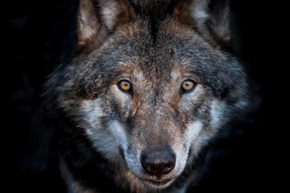 La tête d'un loup