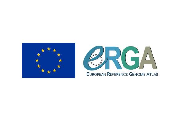 Logos Europe et projet ERGA