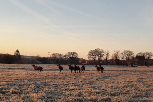 Mouflons Gesves