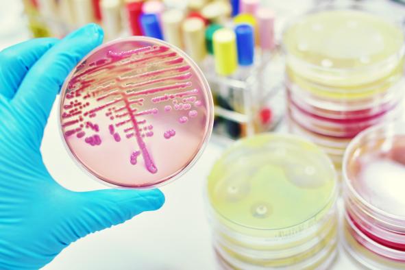 Master in molecular microbiology