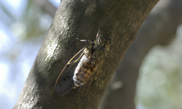 Insecte