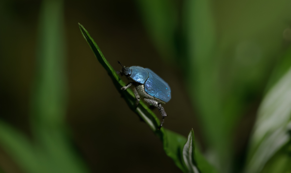 Insecte