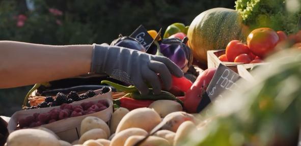 Certificat en développement durable