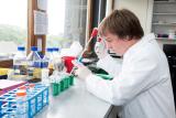Master en sciences biomédicales, recherche préclinique