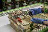 Un biotechnicien qui nettoie une cage