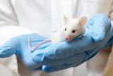 Un scientifique tenant dans ses mains une souris de laboratoire blanche (Mus musculus) 