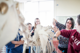 Une professeure qui donne des explications devant un squelette de cheval