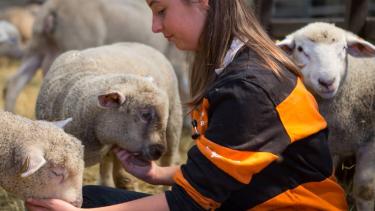 Etudiante avec moutons Vétérinaire