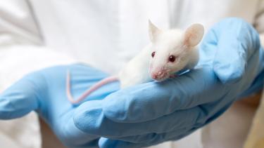 Formation non certifiante sciences des animaux de laboratoire