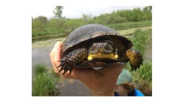 A Blanding’s turtle (Emydoidea blandingii) from one of Brendan Reid's study populations in Wisconsin © Brendan Reid
