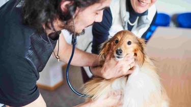 Bachelier en médecine vétérinaire