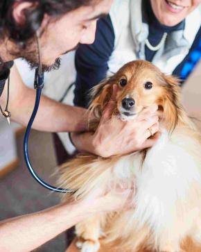 Bachelier en médecine vétérinaire