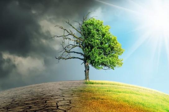 Image d'un arbre moitié mort moitié vivant