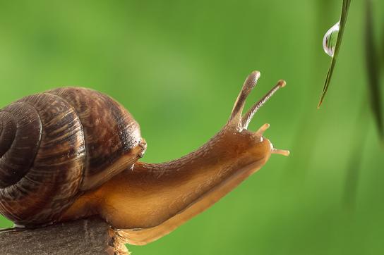 Escargot