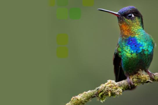 Oiseau coloré