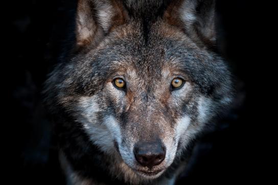 Loup
