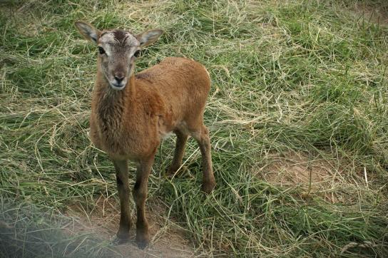 Mouflon