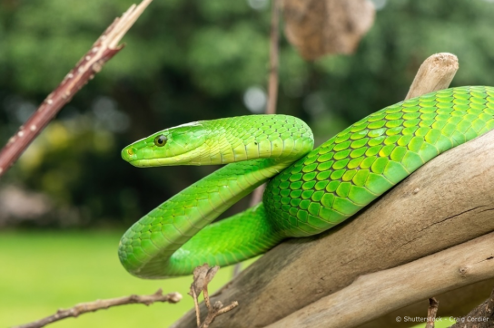 VENOM - Serpent - Copyright shutterstock Craig Cordier